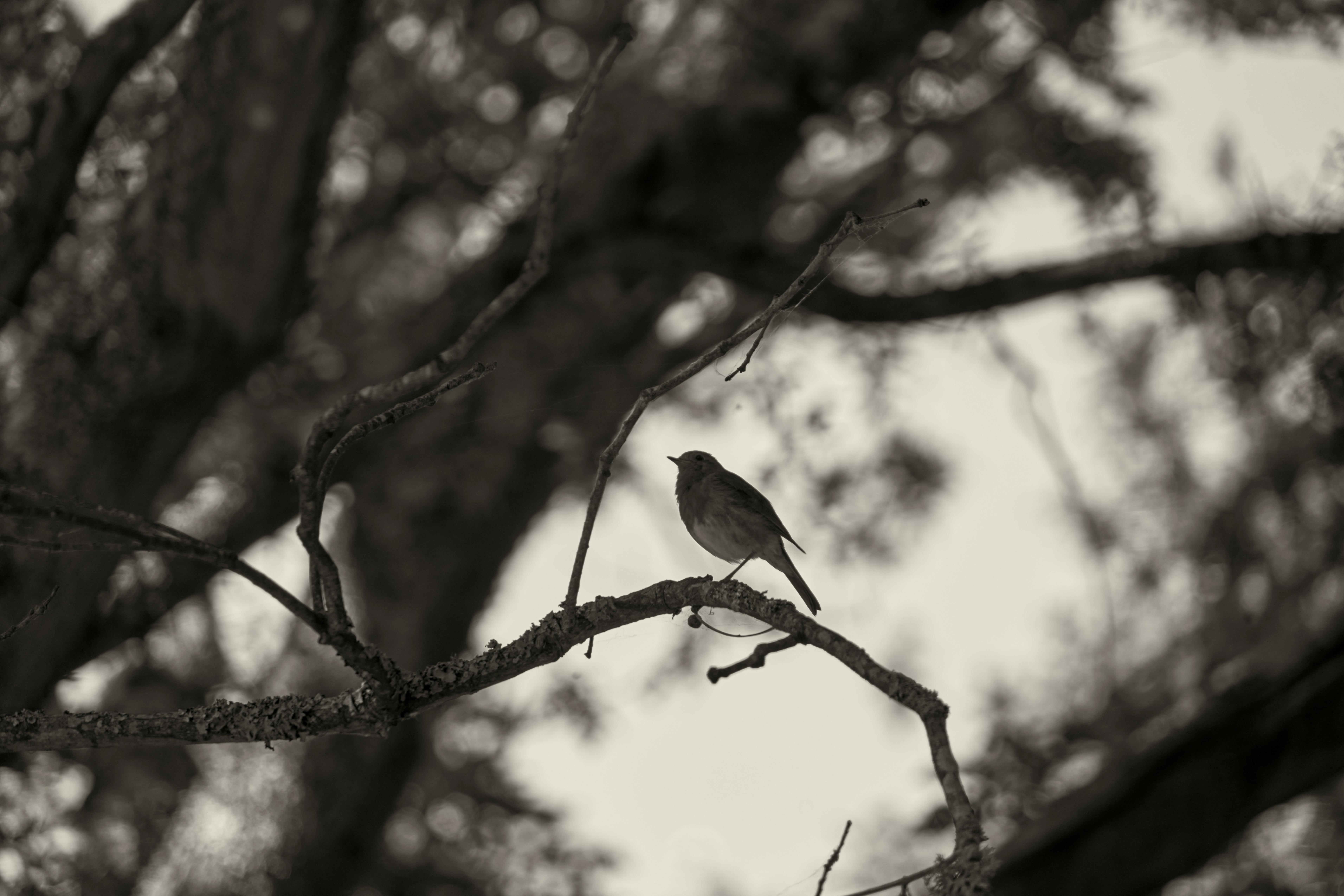 little bird on a branch in black and white