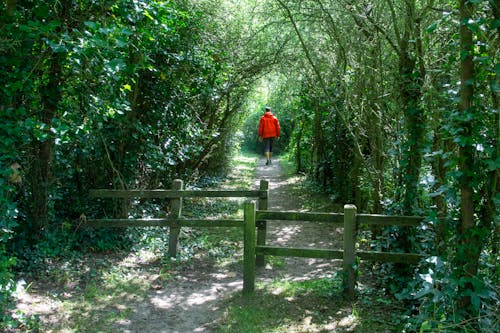 Man on Footpath in Forest