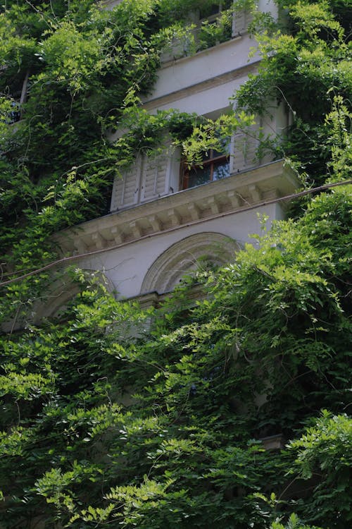 Green Trees around Building Wall