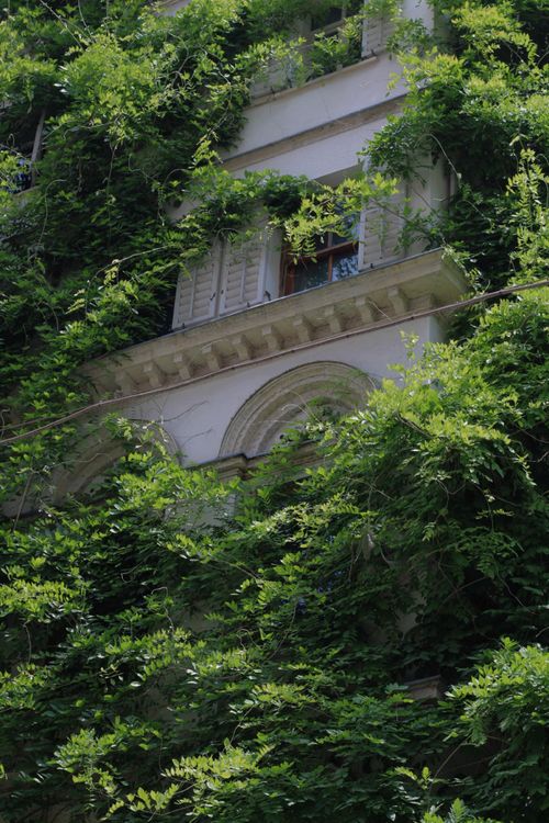 Free Vertical view of a building facade enveloped in dense greenery, offering an urban oasis feel. Stock Photo