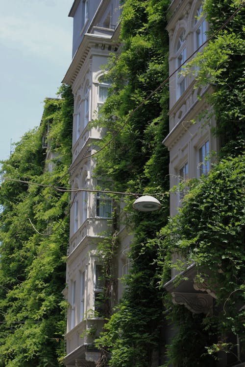 A street light is hanging from a building covered in ivy