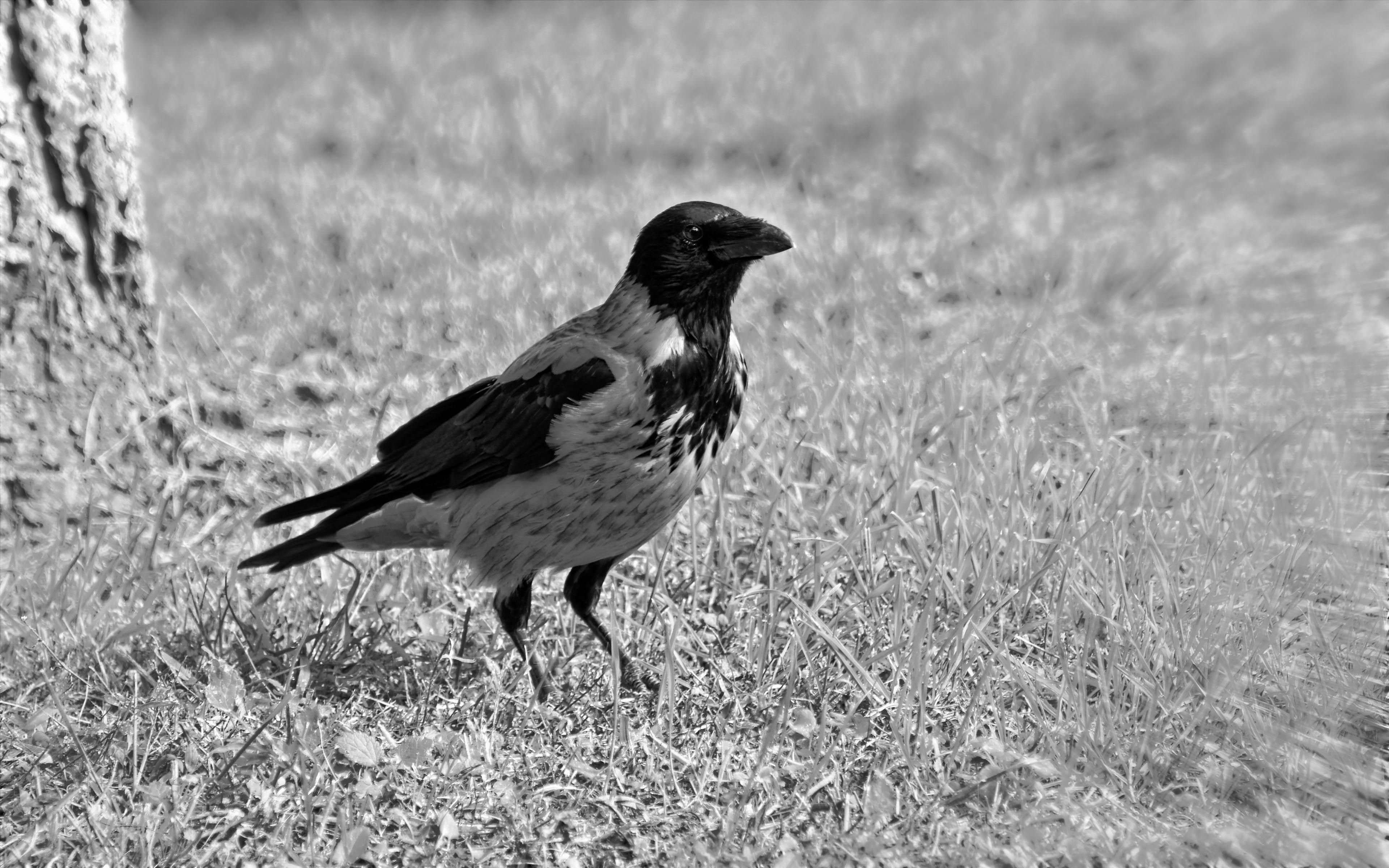 Free stock photo of bird on the grass, black and white, crow