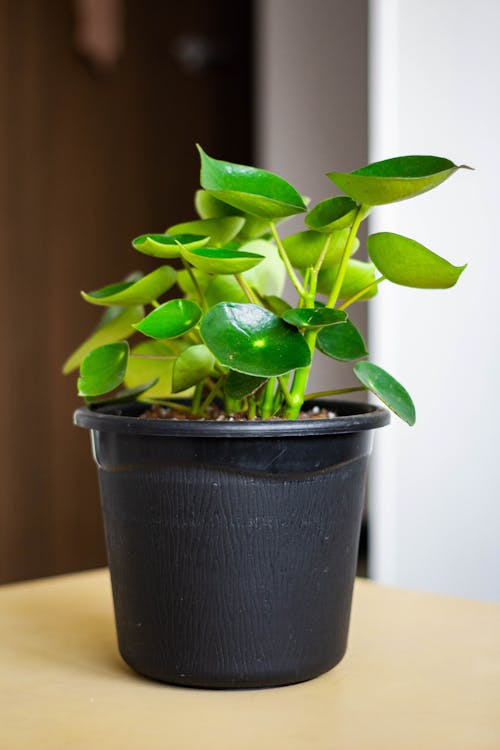 Gratis stockfoto met fabrieken, kamerplant, peperomia