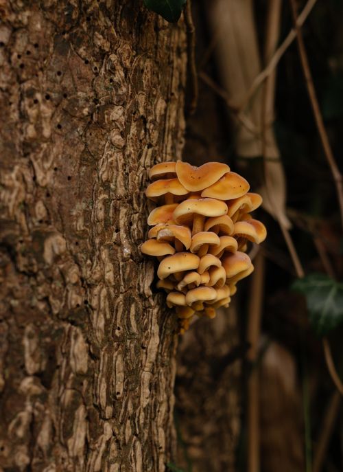 Free Close-up of orange mushrooms growing on a tree trunk in a natural forest setting. Stock Photo