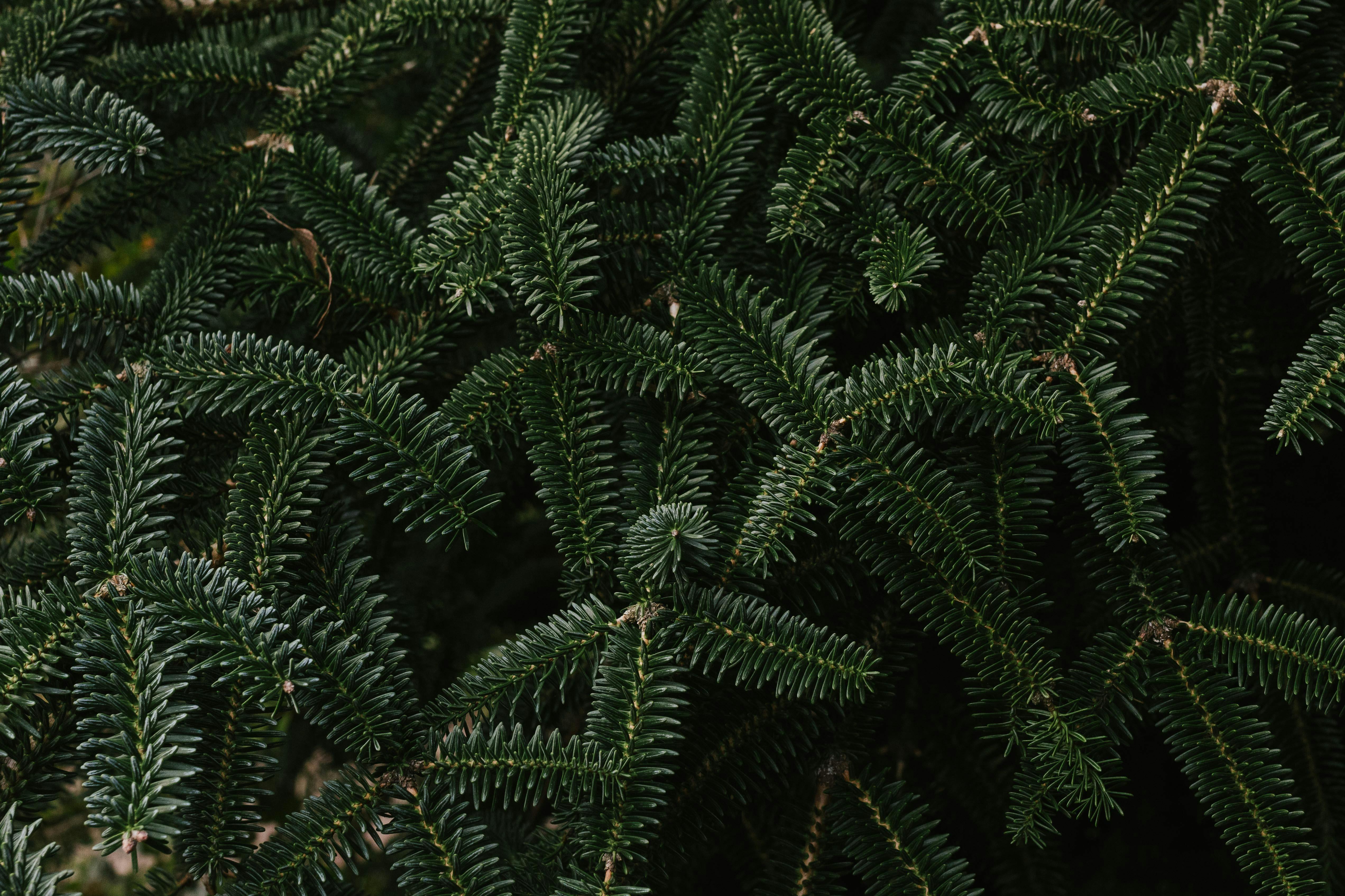 A detailed close-up of coniferous tree branches with rich green foliage.