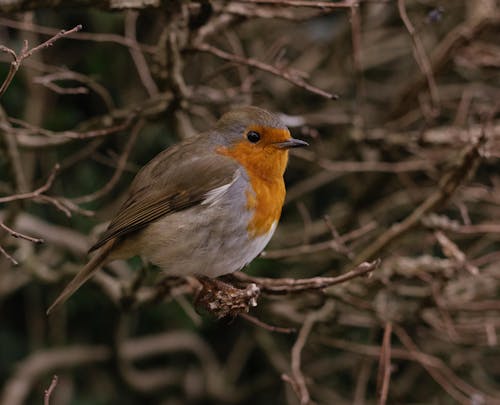 A bird perched on a branch