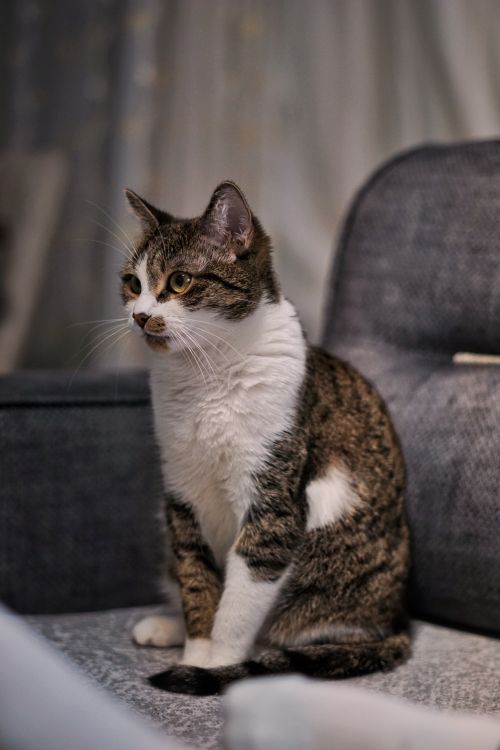 Free A cute domestic cat sitting on a cozy gray sofa in a warmly lit room. Stock Photo