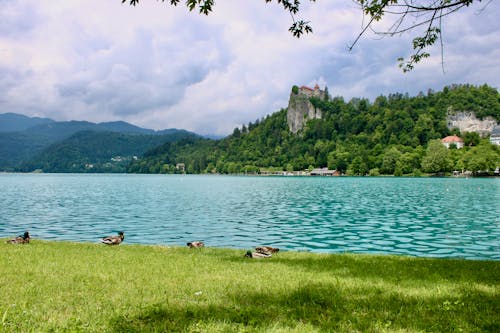 Photos gratuites de canards, château, châteaux