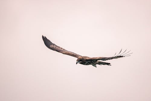 A large bird flying in the sky