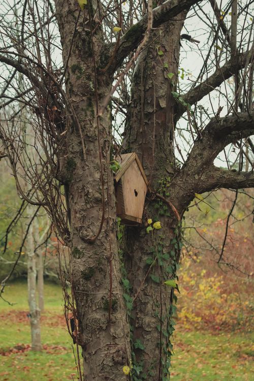 Free A wooden birdhouse nestled in a tree in a rural autumn setting. Stock Photo