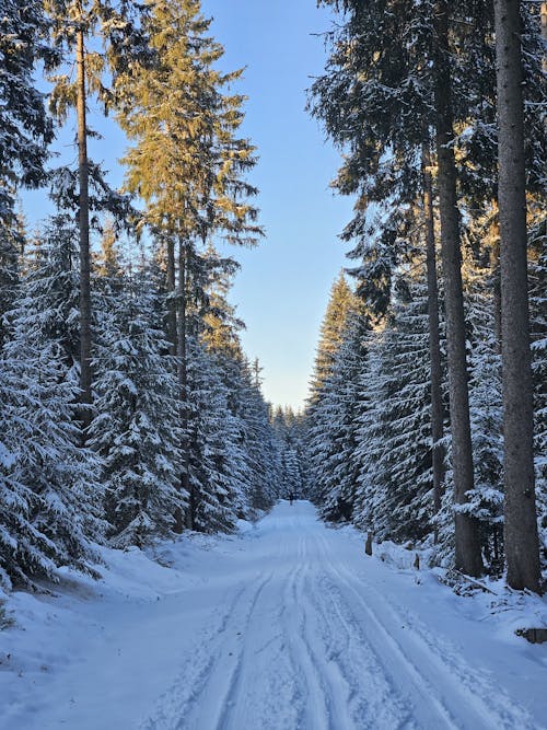 Fotos de stock gratuitas de árbol cubierto de nieve, árboles cubiertos de nieve, conservatorio