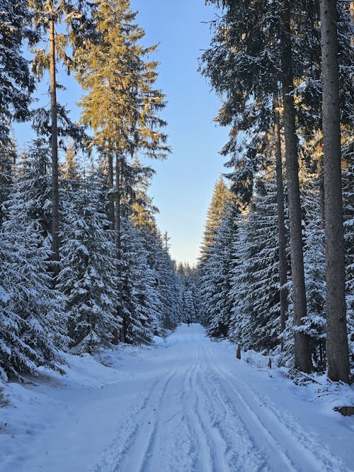 snowy forest