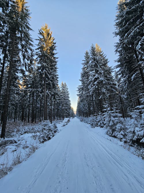 Photos gratuites de arbre couvert de neige, arbres couverts de neige, conservatoire