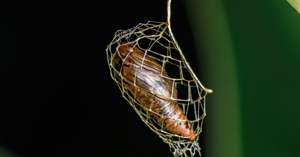 Maggot in Cocoon · Free Stock Photo
