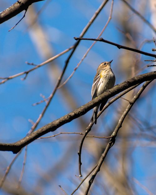 Free A small bird perches on bare branches against a clear blue sky, capturing winter's beauty. Stock Photo