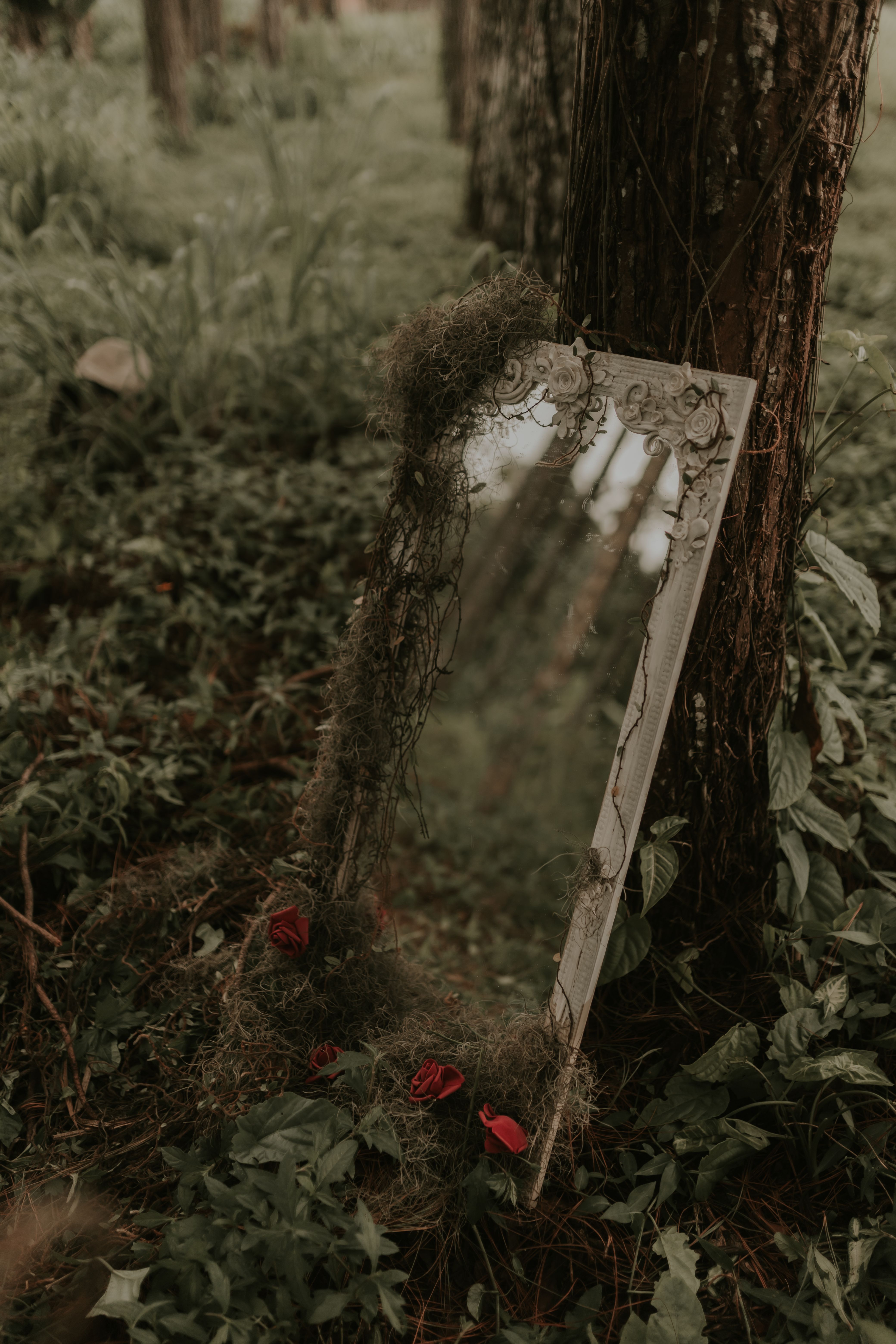 Mirror Leaning on Tree in Forest · Free Stock Photo
