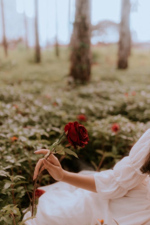 Free Woman Hand Holding Rose Stock Photo