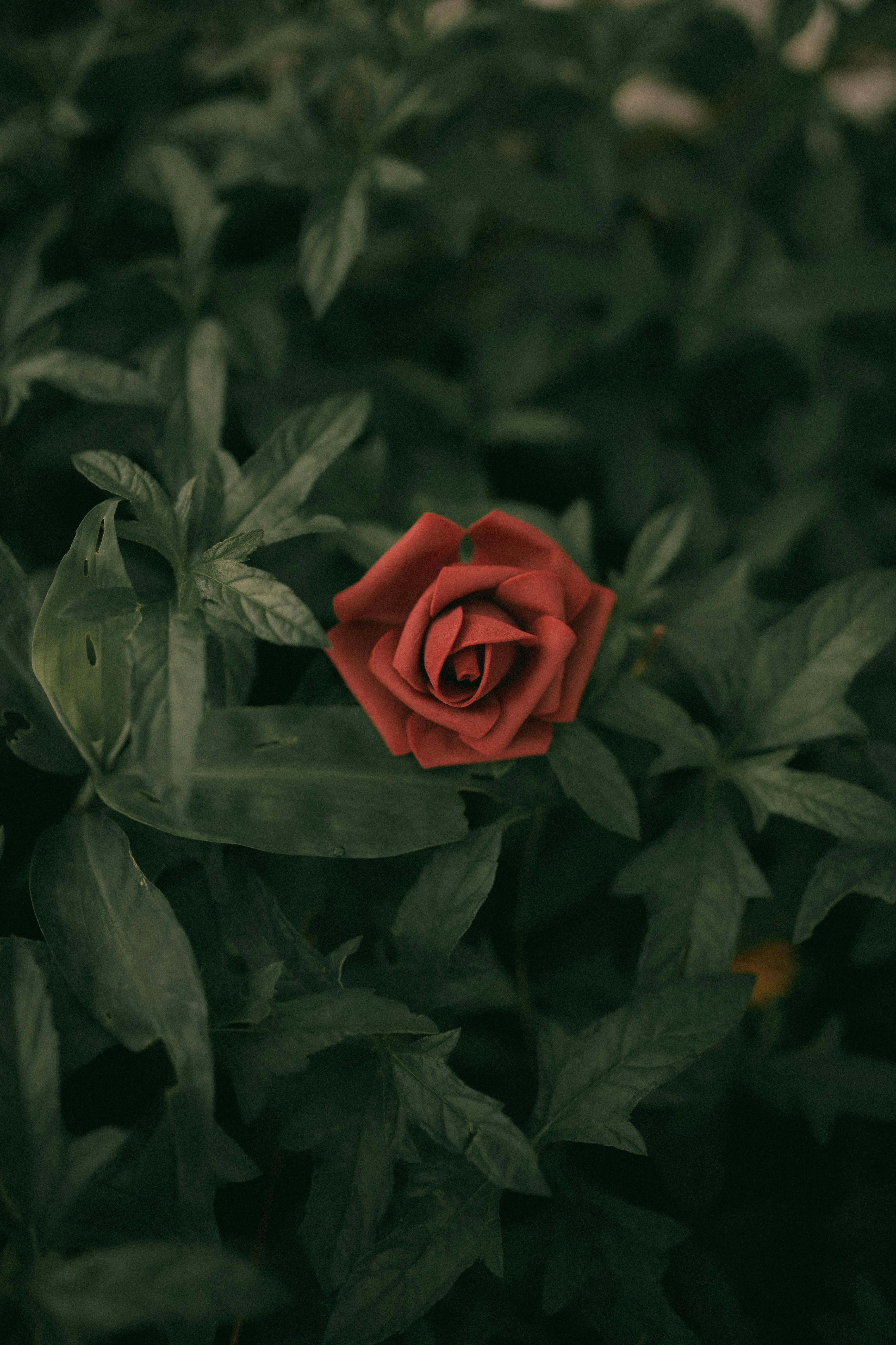 A mesmerizing red rose amidst dense green leaves, showcasing natural beauty and elegance.