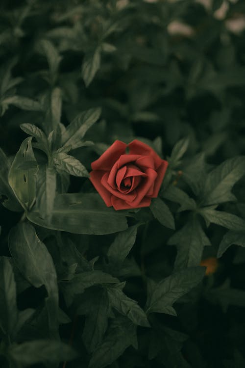 Blooming Red Rose 