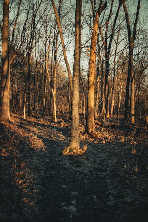 Základová fotografie zdarma na téma bezlisté stromy, krajina, les