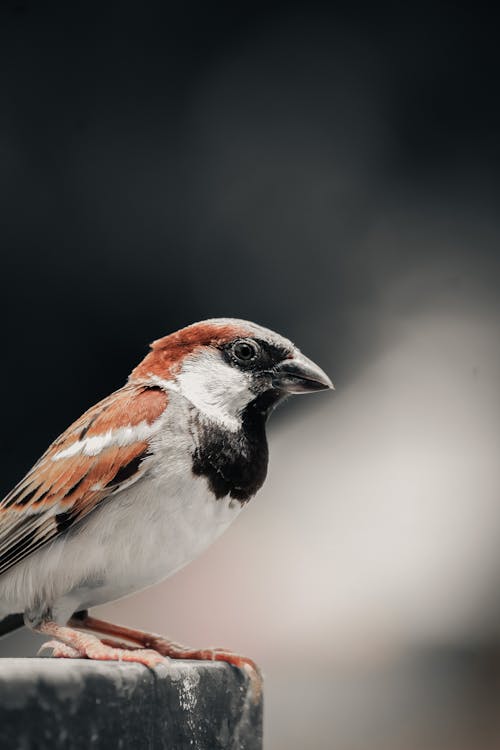 Foto profissional grátis de ave, foco seletivo, fotografia animal