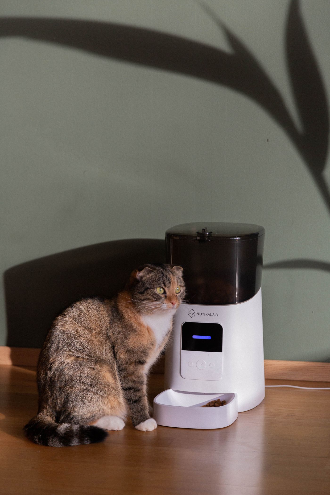 Tabby cat sitting beside an automatic pet food dispenser