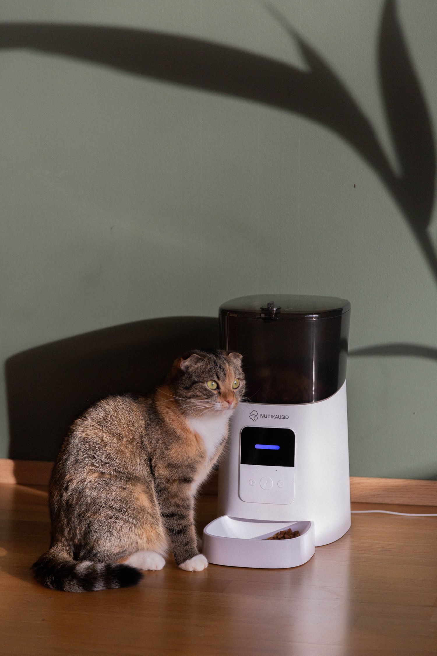 Domestic cat beside modern smart pet equipment in a home setting
