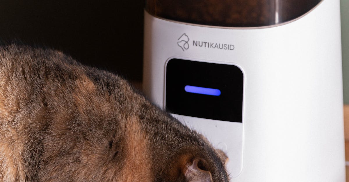 Cat Eating from Automatic Feeder