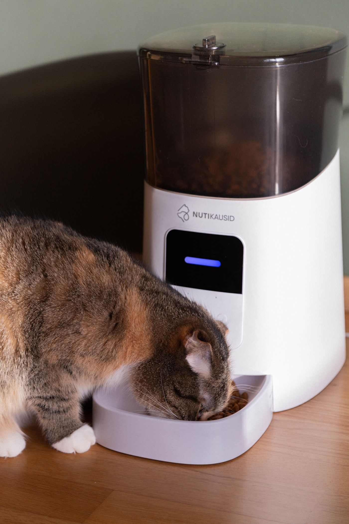 Domestic cat eating from a modern automatic smart pet feeder indoors