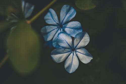 Photo En Gros Plan De Fleurs Bleues