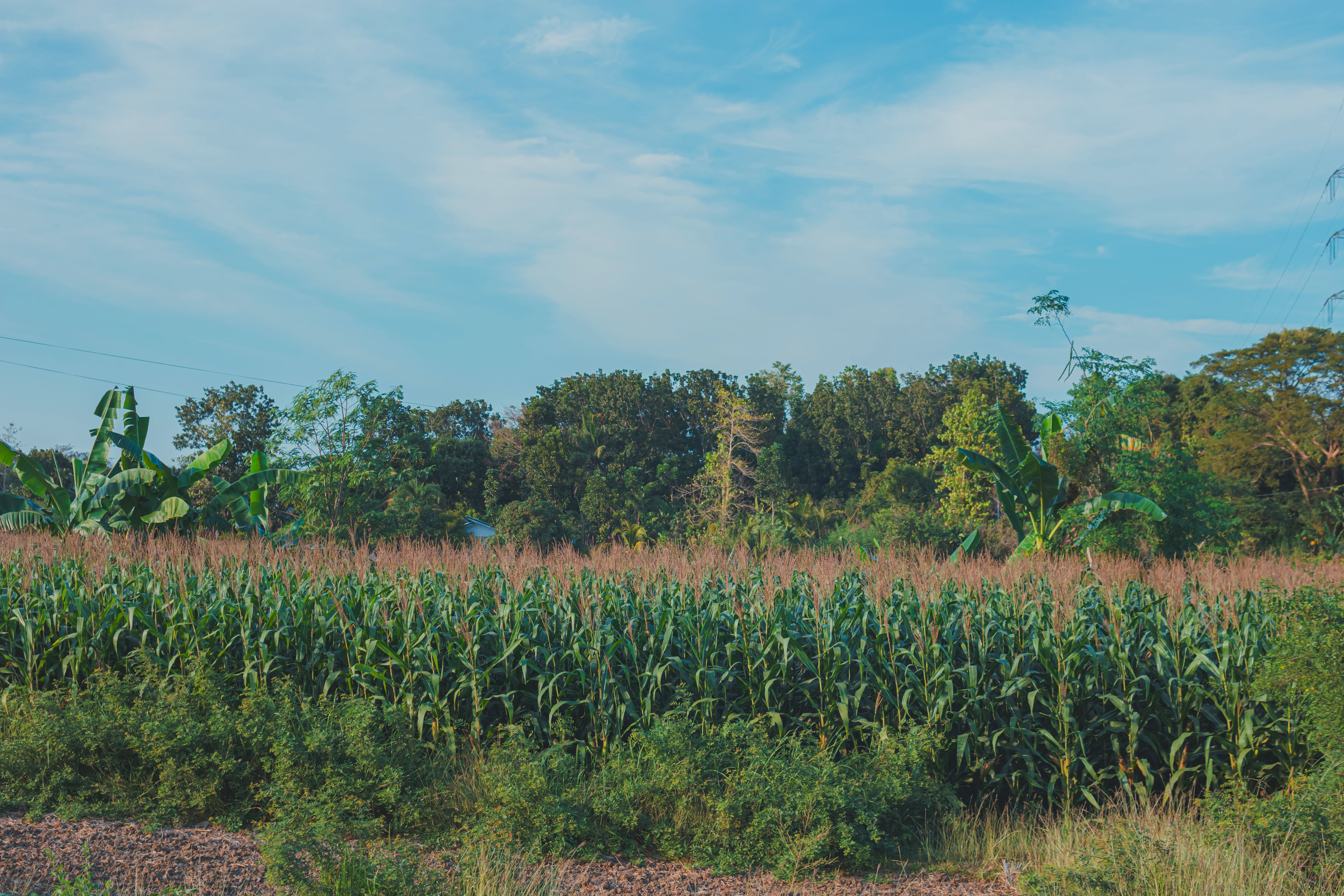 Why Are Midwestern Farmers Planting Trees in Their Cornfields?