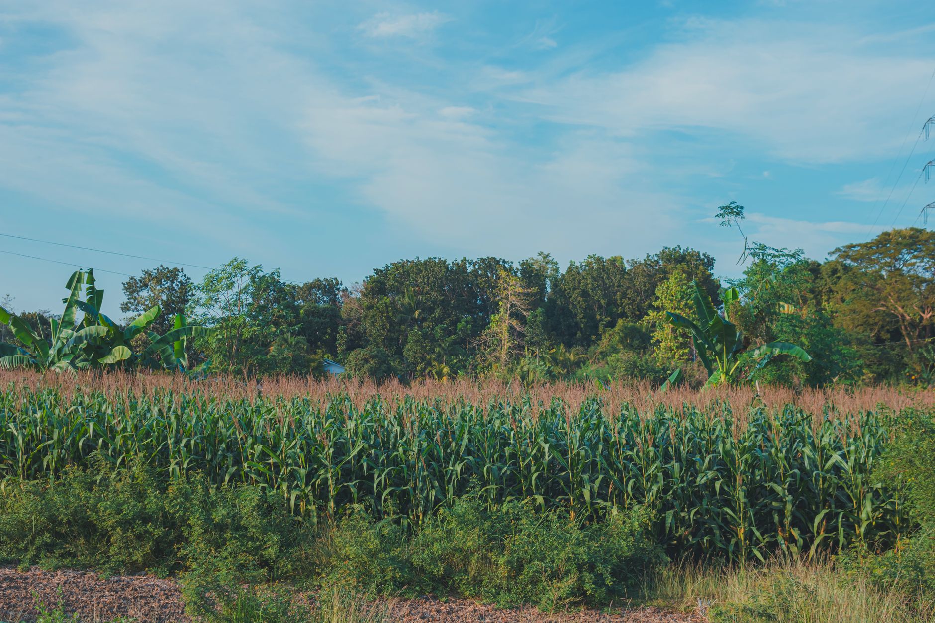 Why Are Midwestern Farmers Planting Trees in Their Cornfields?