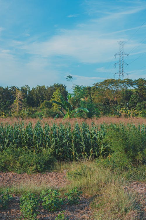 A field with corn and a power line in the background