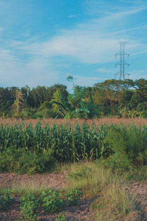 Free A beautiful corn field amidst a rural setting with trees and power lines under a clear blue sky. Stock Photo