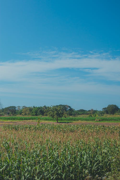 A field of corn with a blue sky in the background