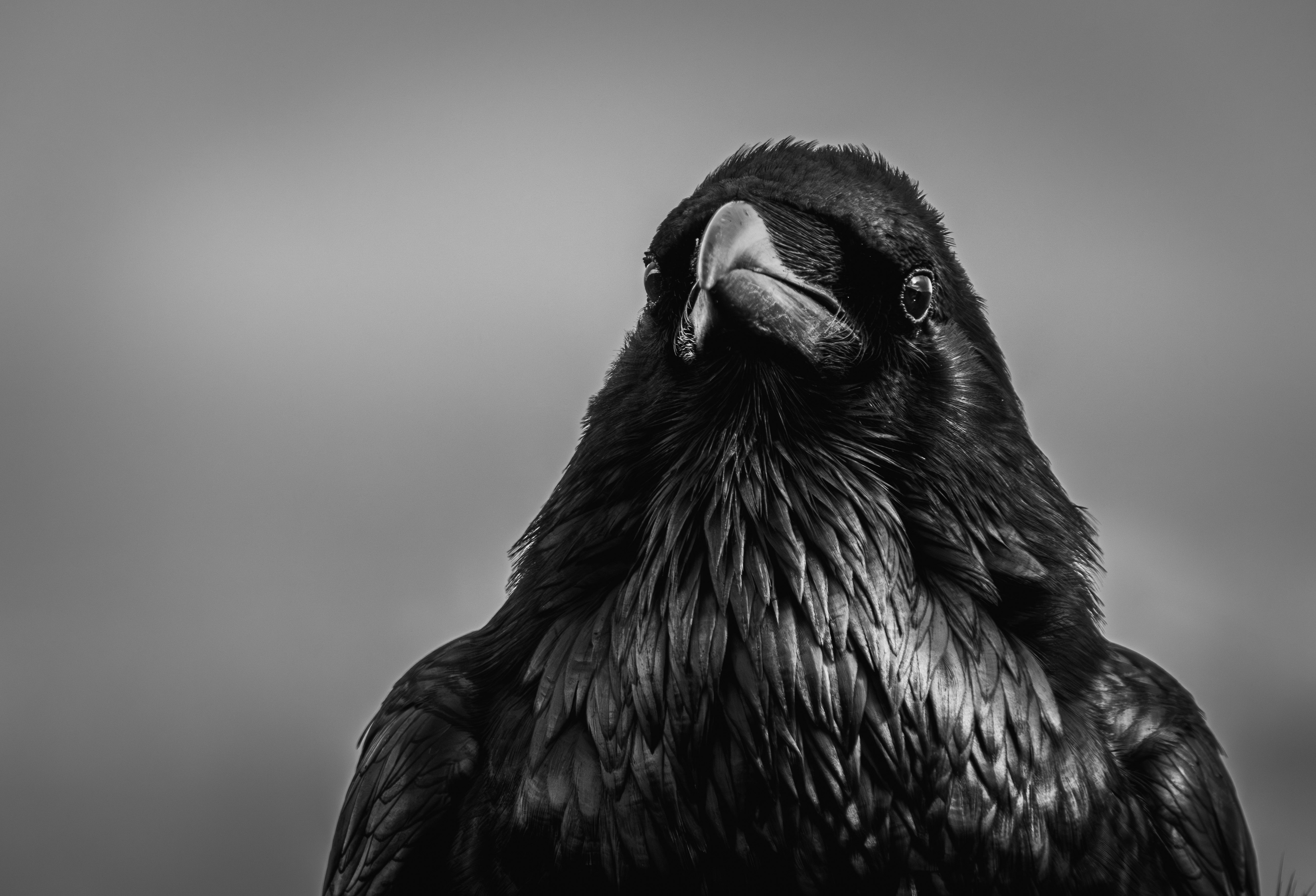 Stunning black and white close-up of a curious crow, showcasing detailed plumage.