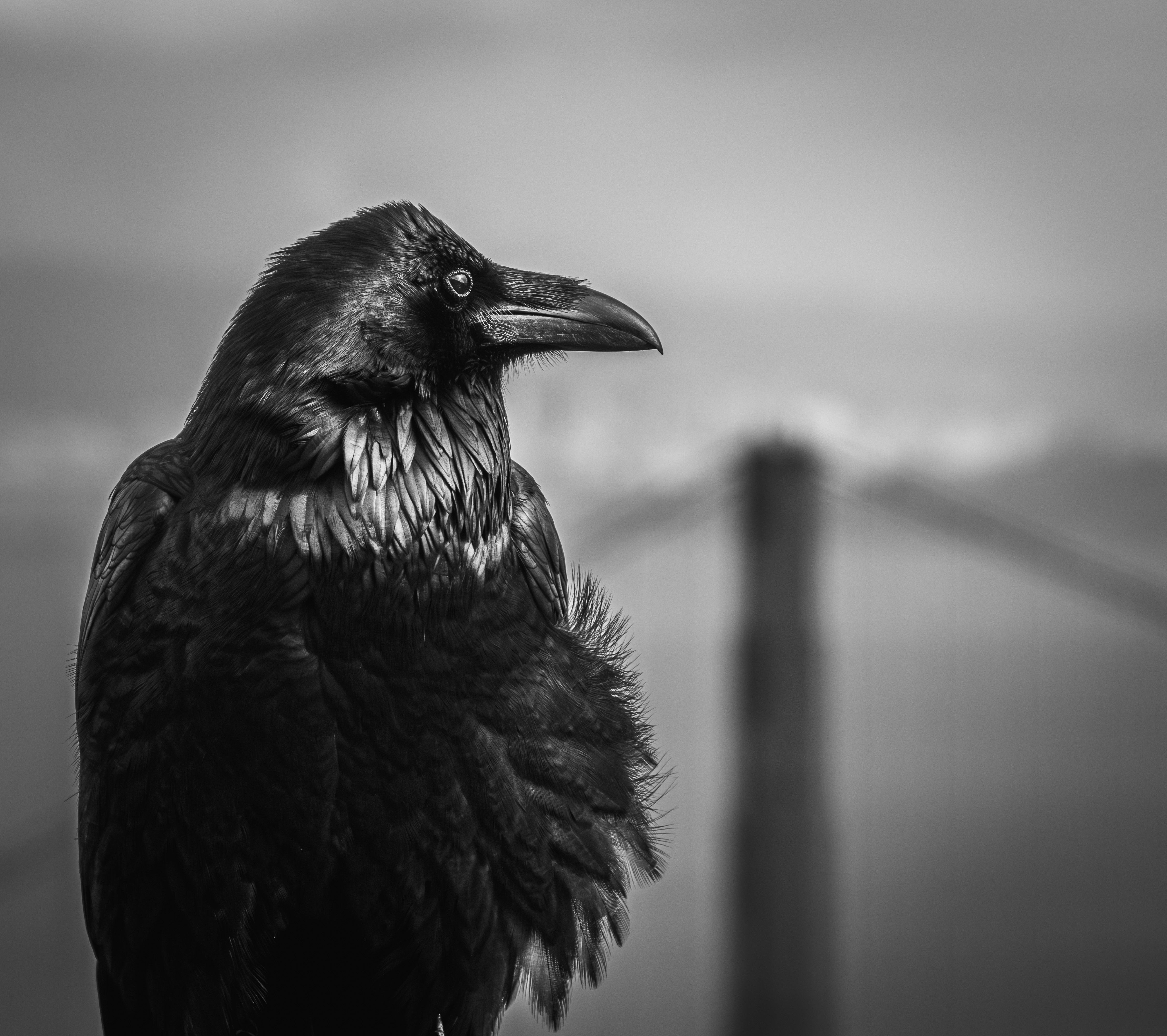 Close-up monochrome image of a raven with the Golden Gate Bridge in the background.