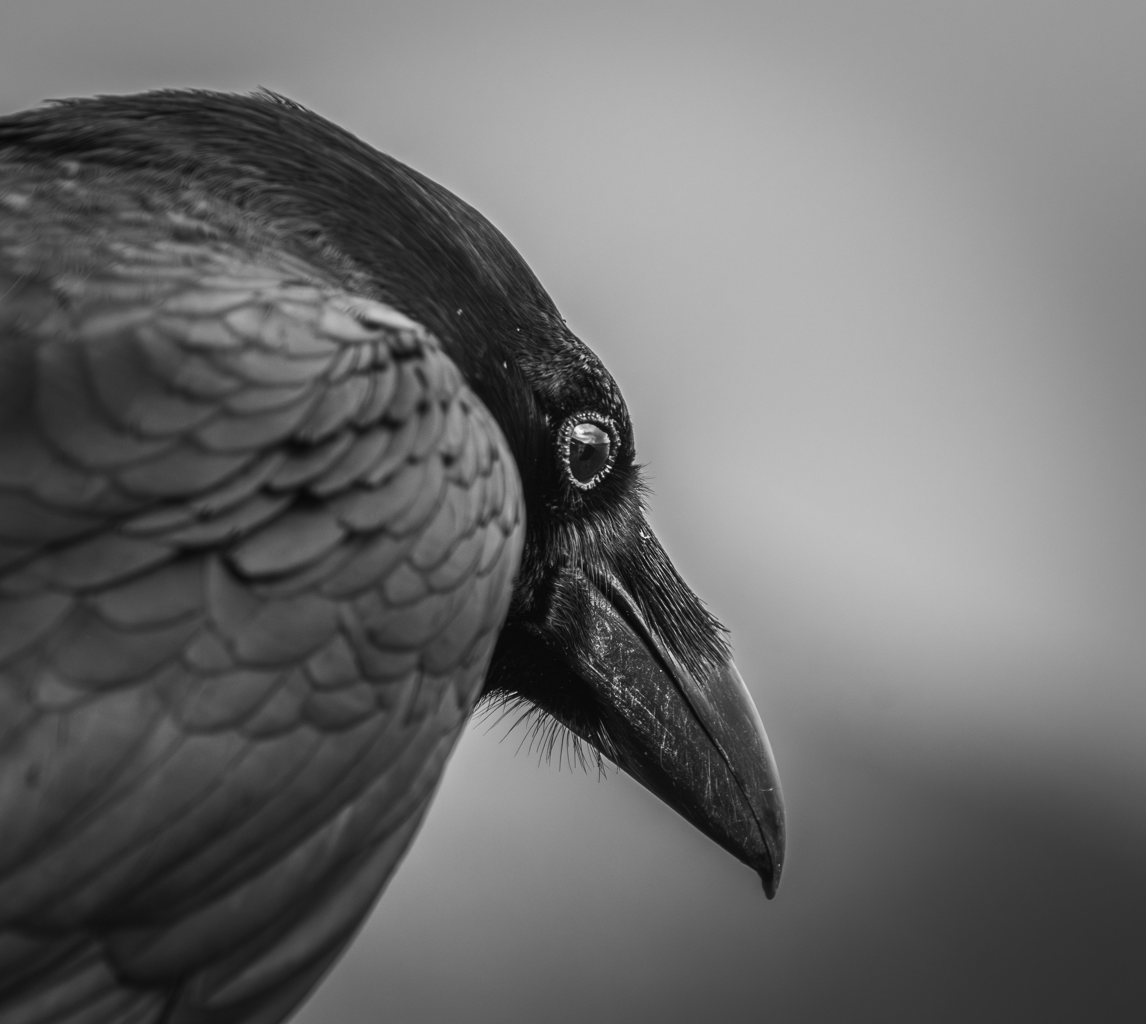 Artistic black and white close-up capturing the intricate details of a raven's head.