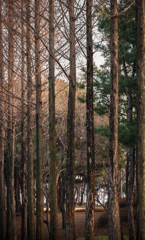 Free Serene woodland scene with towering trees and autumn foliage. Stock Photo