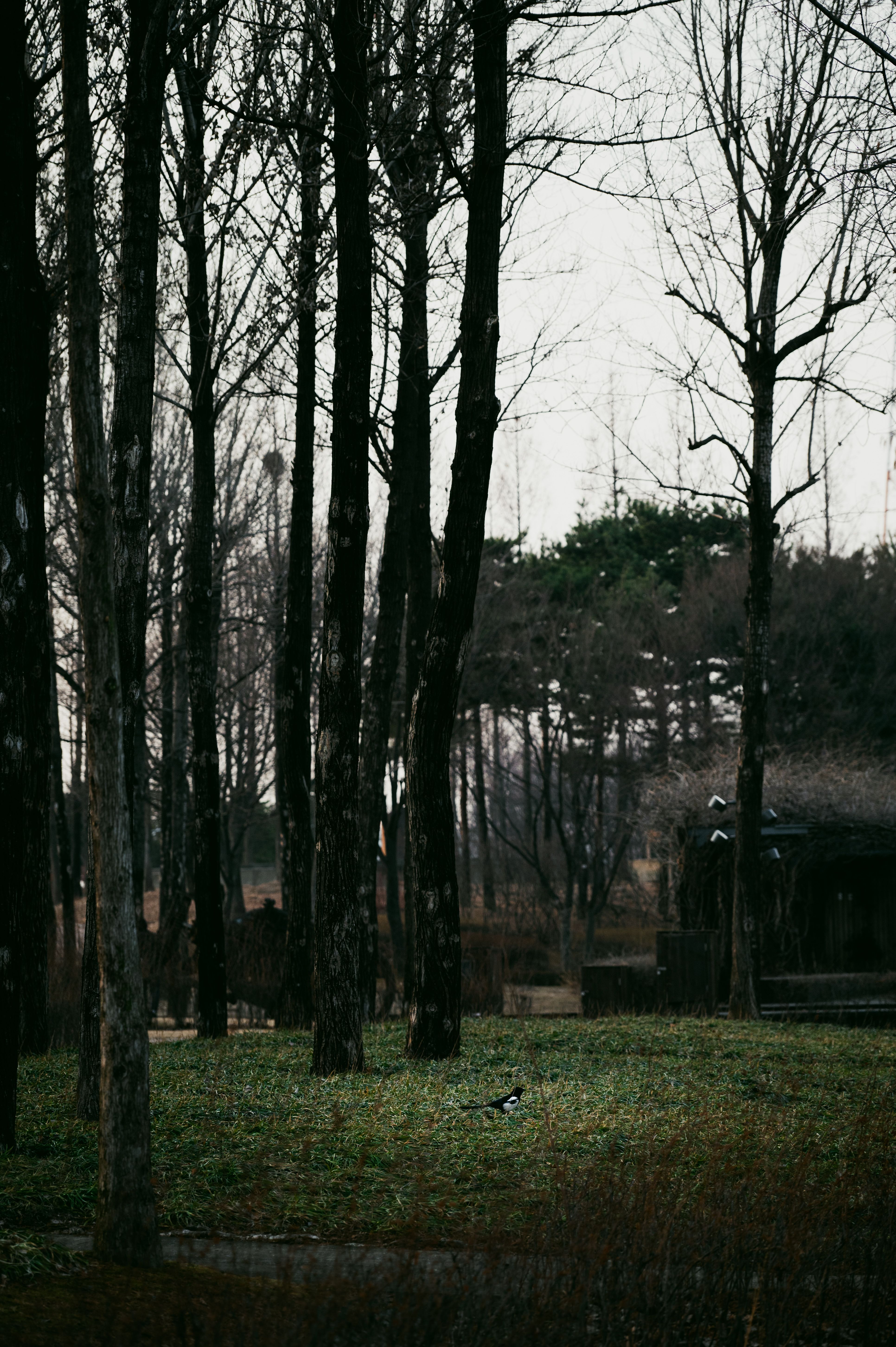 A serene and misty forest view with bare trees and grassy landscape.