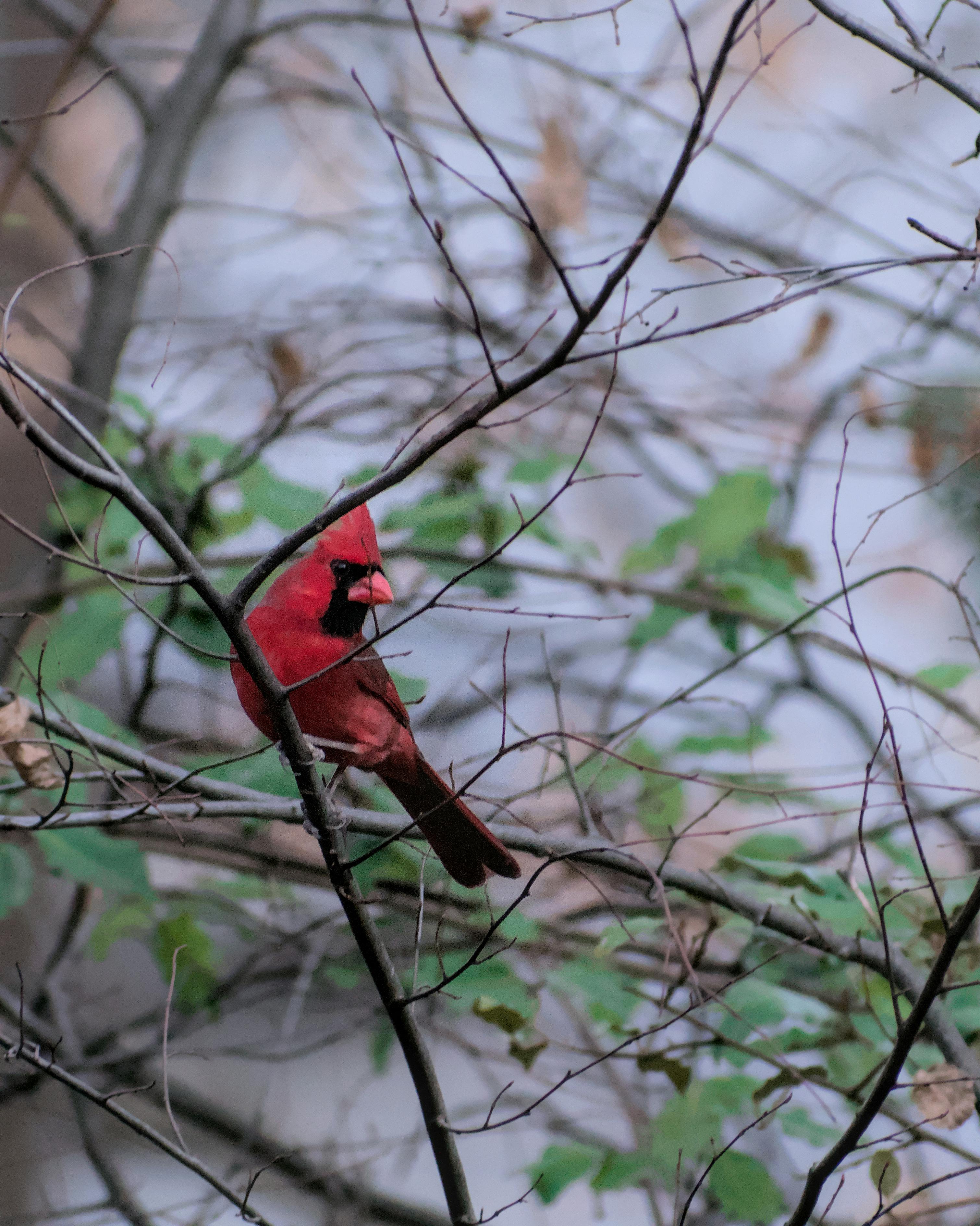 northern cardinal on tree