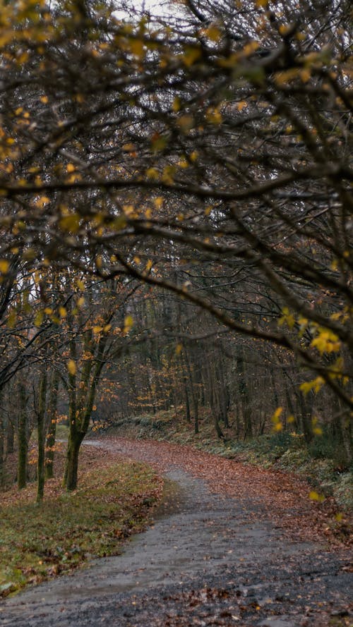 Footpath among Trees on Gloomy Autumn Day