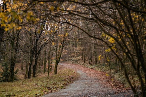 Fotobanka s bezplatnými fotkami na tému jeseň, krivka, pád