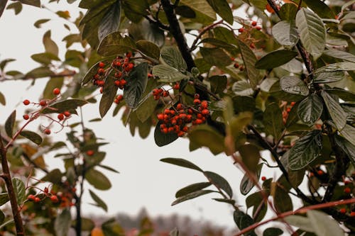 Rose Fruit on a Shrub