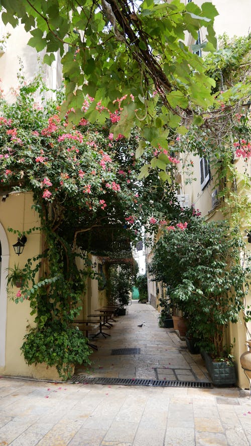 A narrow alley with flowers and plants growing on the walls