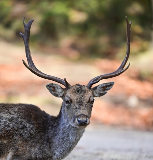 Immagine gratuita di cervo, fotografia di animali, fotografia naturalistica