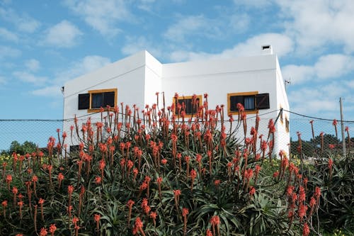 Gratis stockfoto met aloë, aloë arborescens, bloemen