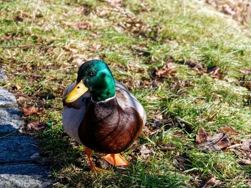 Free A vivid image of a mallard duck on grassy terrain in Ebermannstadt, Germany. Stock Photo