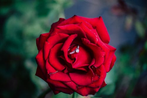 Free stock photo of engagement ring, flower, red roses Stock Photo