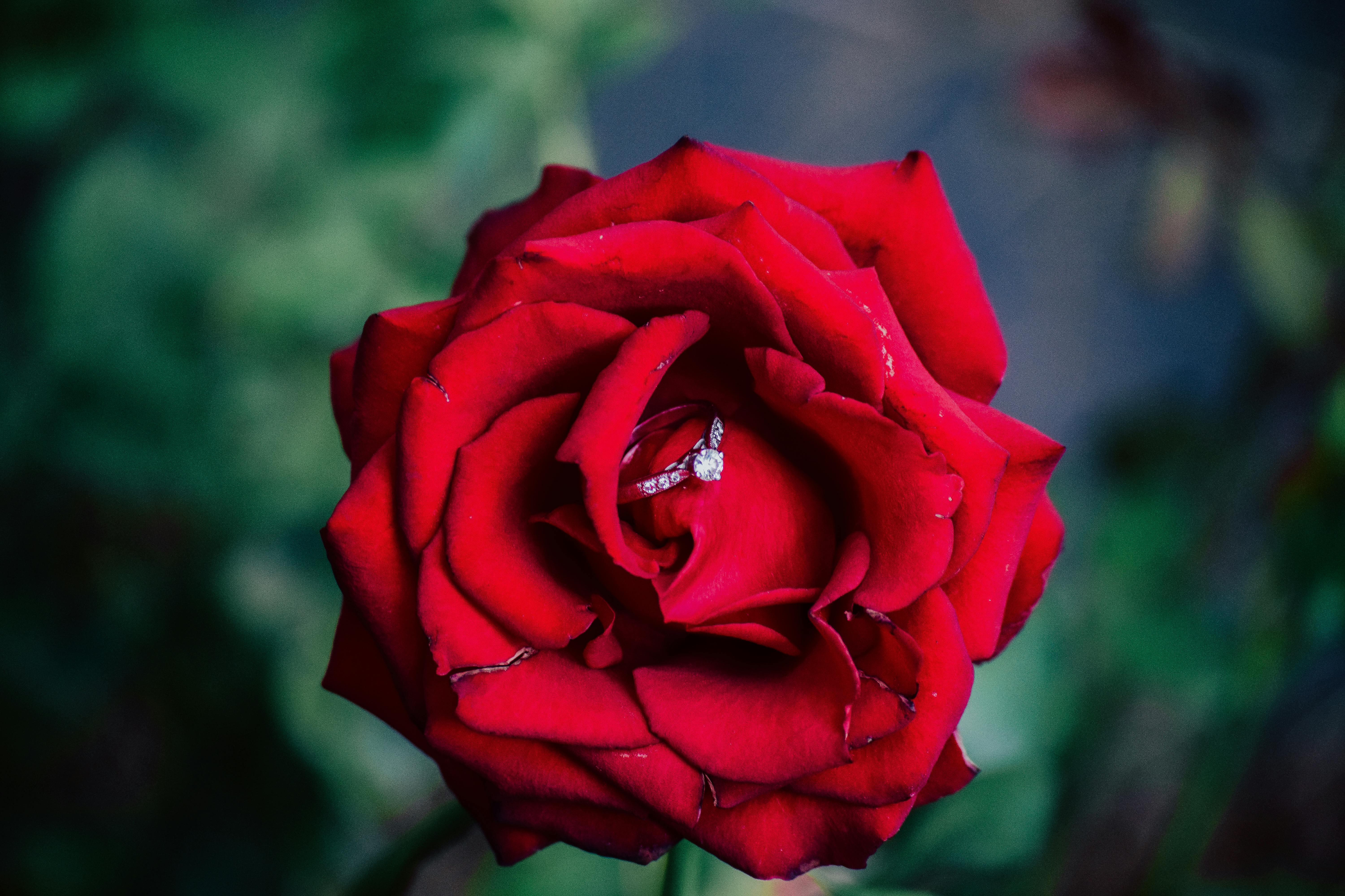 Wallpaper Bunga Dan Cincin Gambar Terbaru HD